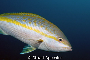 Portrait of a yellow tail snapper, a common but beautiful... by Stuart Spechler 